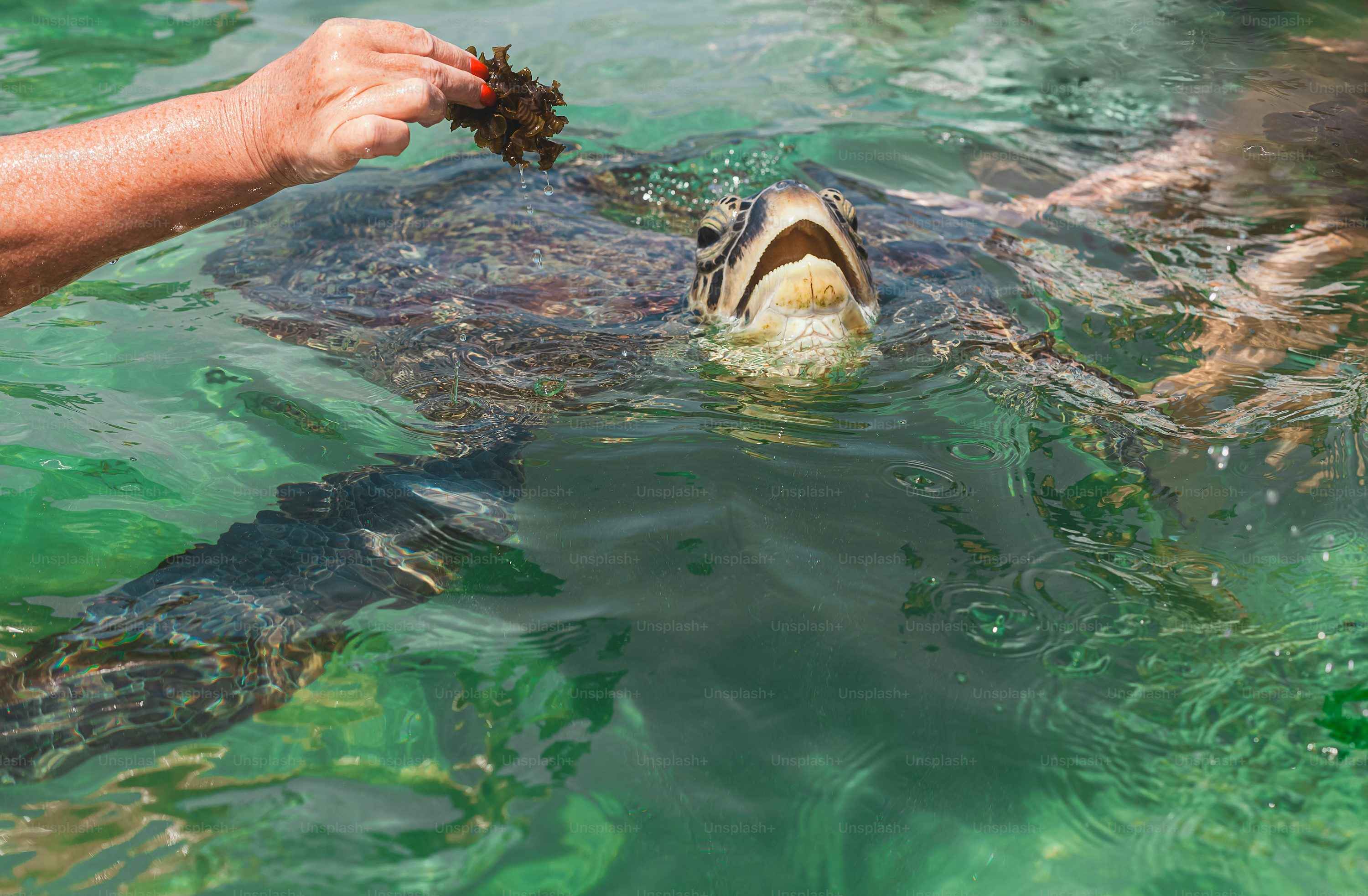 Educational marine life experience